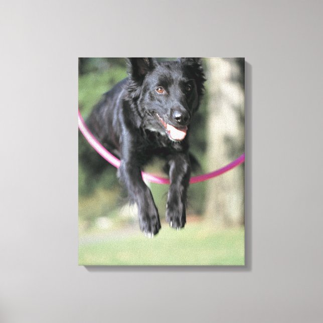 Mixed Border Collie Canvas Print (Front)