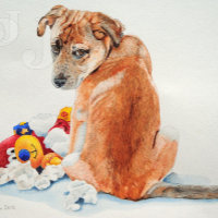 mixed breed dog with teddy cute puppy