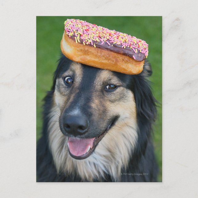 Mixed breed shepherd with donut on head postcard (Front)
