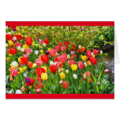 Mixed tulips (Front Horizontal)