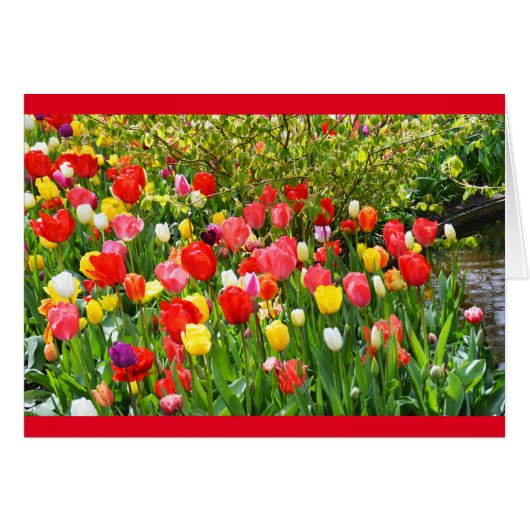 Mixed tulips cards (Front Horizontal)