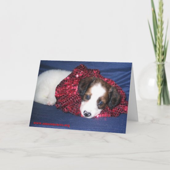 Aspca Christmas Cards Zazzle