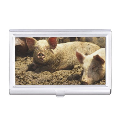 MO Ste Genevieve pig farm Business Card Case
