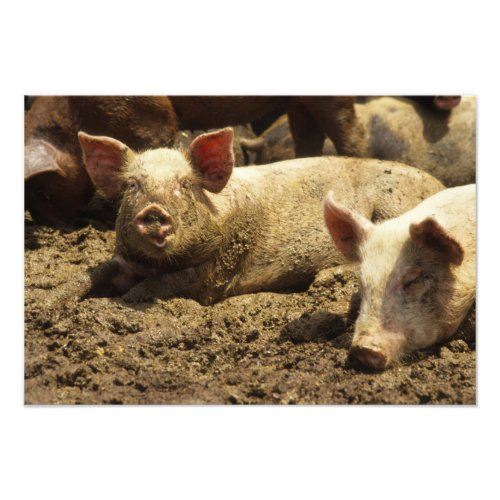 MO Ste Genevieve pig farm Photo Print