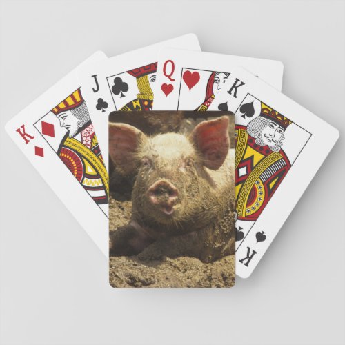 MO Ste Genevieve pig farm Poker Cards