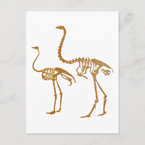Moa and ostrich skeleton postcard