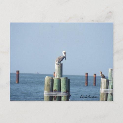 Mobile Bay pelican postcard Gulf Coast Alabama Postcard
