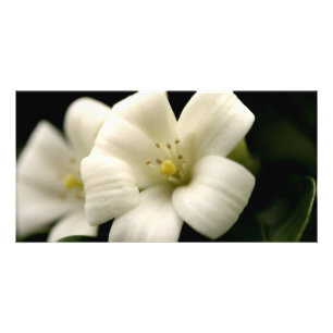 Mock Orange Blossom Flower Nature Floral Card