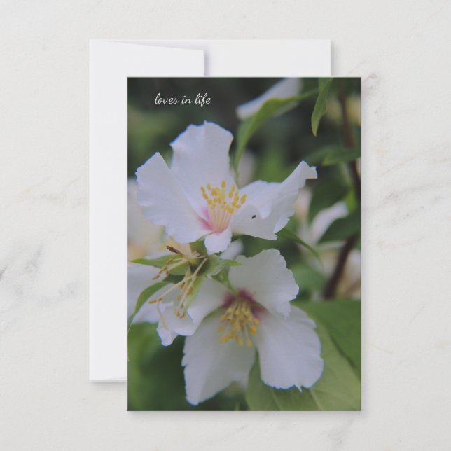Mock Orange Flower Note Card (Front)