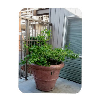 Mock Orange Magnet