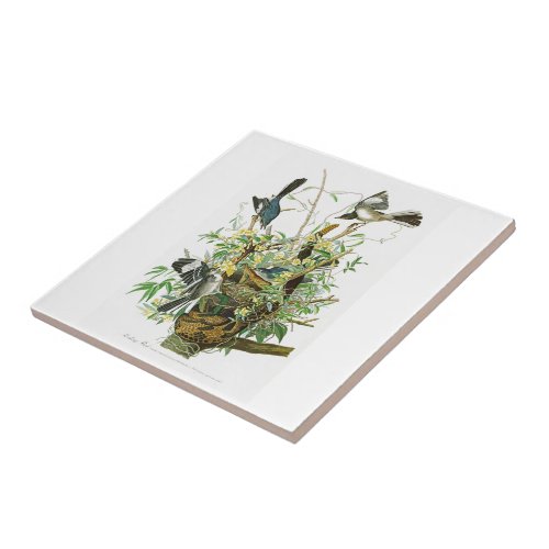 Mocking Bird John James Audubon Birds of America Tile