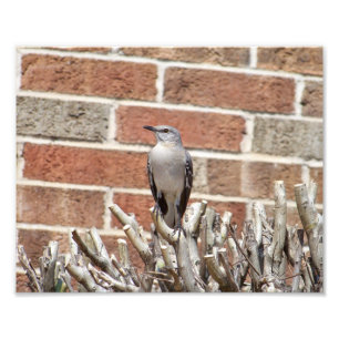 Mocking Bird on Bush in Front of Brick Building Photo Print