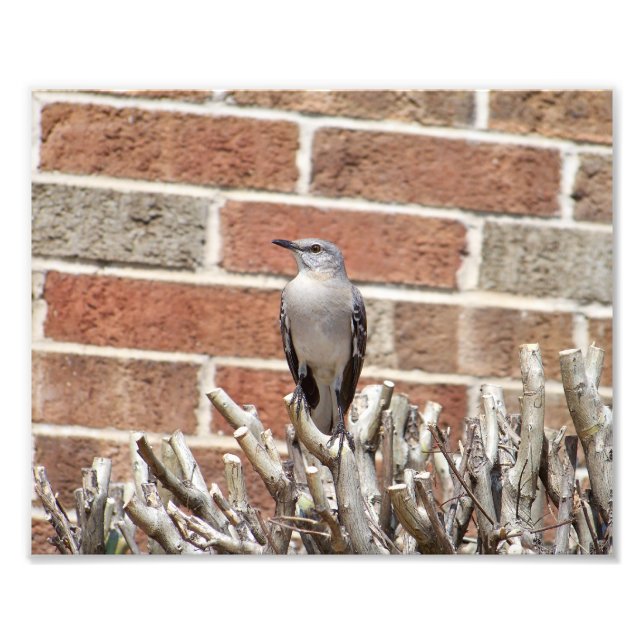 Mocking Bird on Bush in Front of Brick Building Photo Print (Front)