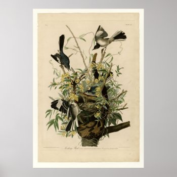 Mocking Bird Poster by birdpictures at Zazzle