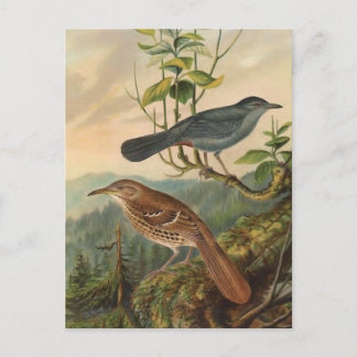 Mockingbird and Brown Thrasher Postcard