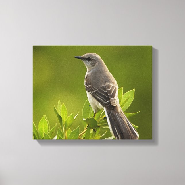 Mockingbird Bird Lovers Gifts Canvas Print (Front)