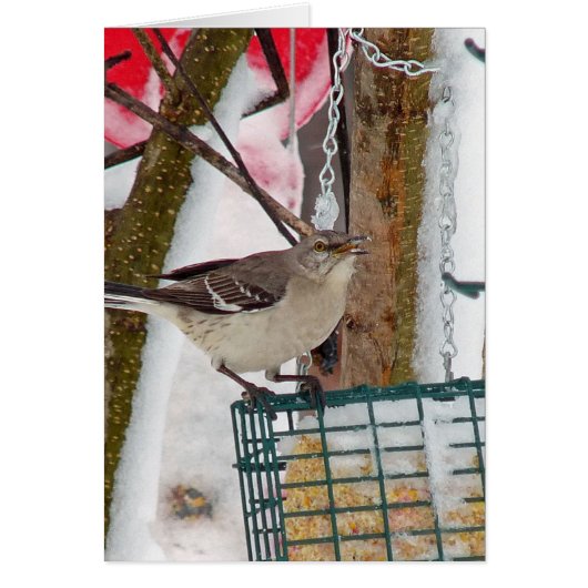 Mockingbird Cards (Front)