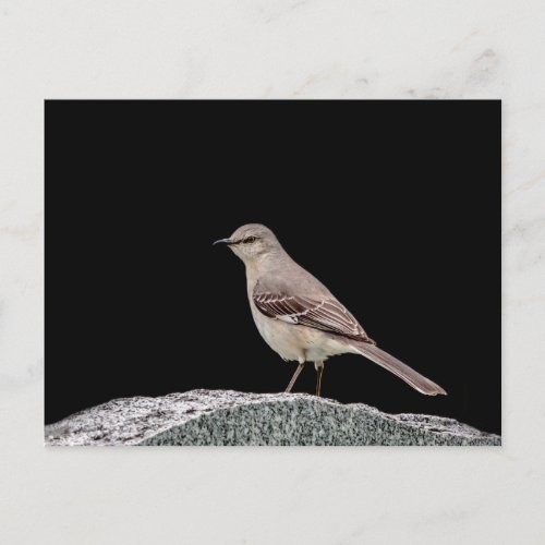 Mockingbird on a tombstone postcard