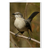 Mockingbird Ornithology (Front)