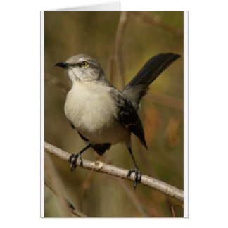 Mockingbird Ornithology Cards