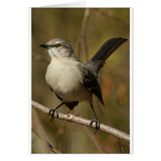 Mockingbird Ornithology Cards (Front)