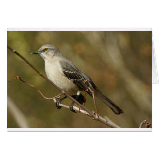 Mockingbird Ornithology Cards