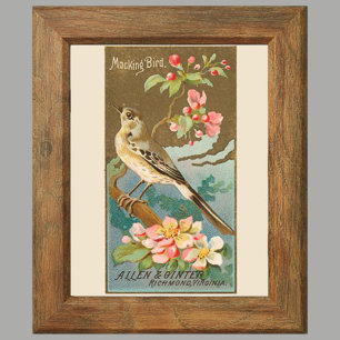 Mockingbird, Set of 8 (5 of 8) Bird Gallery Wall Poster
