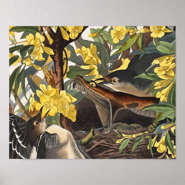 Mockingbirds, John James Audubon Poster (Front)