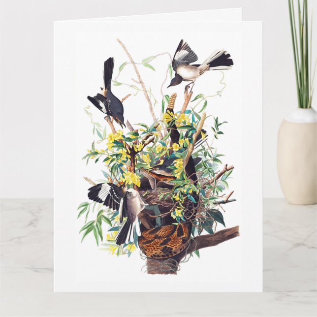 Mockingbirds Print by Audubon Card (Front)