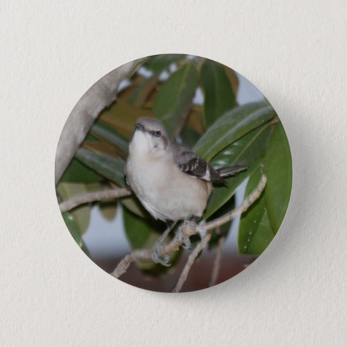 Mockingbutton _ Northern Mockingbird on Magnolia Button