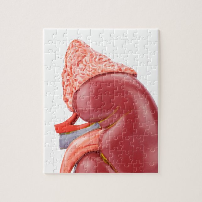 Model human kidney outside jigsaw puzzle (Vertical)