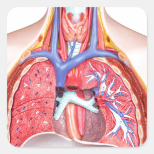 Model internal human body on white background square sticker