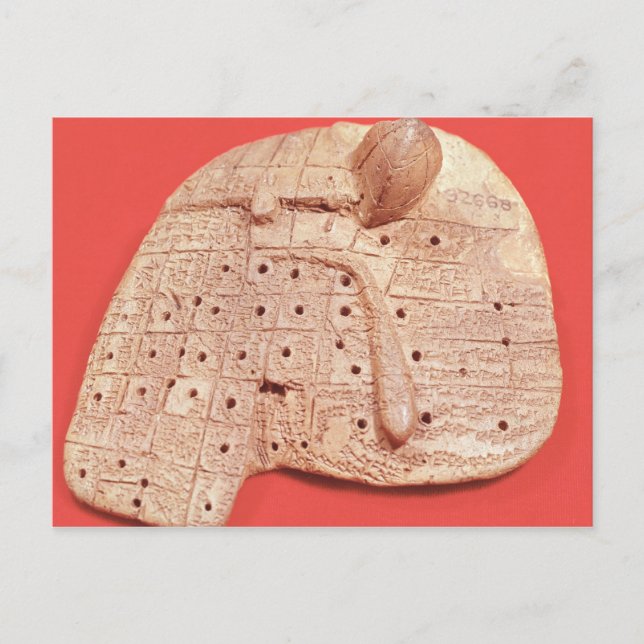 Model of a sheep's liver postcard (Front)