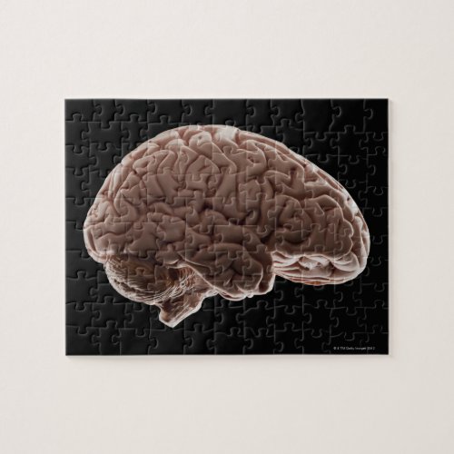 Model of human brain studio shot jigsaw puzzle