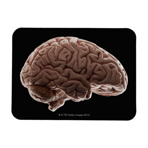 Model of human brain studio shot magnet