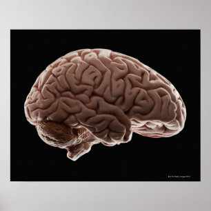 Model of human brain, studio shot poster