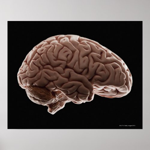 Model of human brain studio shot poster