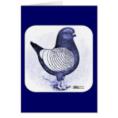 Modena Argent Pigeon (Front)