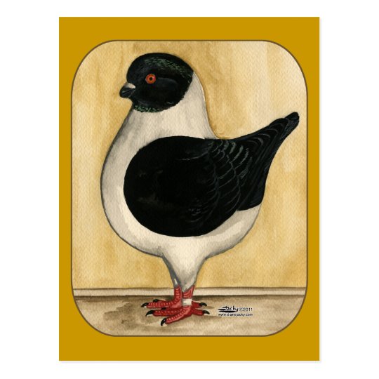 Modena Black Gazzi Postcard