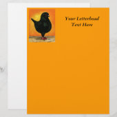 Modena Black Schietti Pigeon (Front/Back)