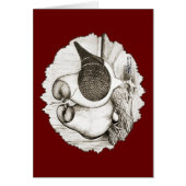 Modena Gazzi Pigeons (Front)