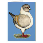 Modena Silver Gazzi (Front)