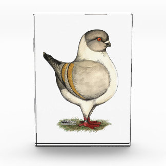 Modena Silver Gazzi Award