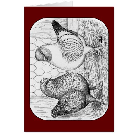 Modenas Two Pigeons Cards (Front)