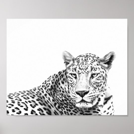 Modern 10x8 inches Black and White Jaguar Poster | Zazzle.com