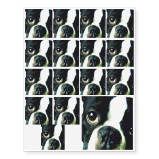 modern big Boston Terrier Temporary Tattoos