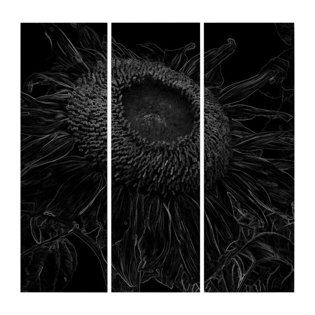 Modern Black And White Sunflower Floral Sketch Art (Front)