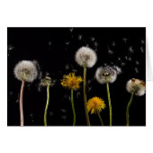 Modern Black Dandelion (Front Horizontal)