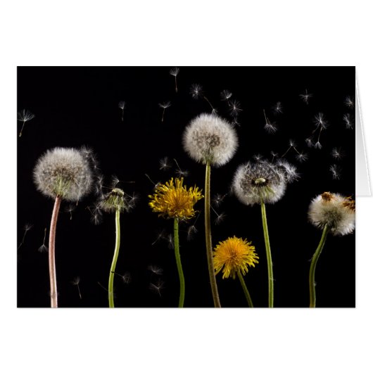 Modern Black Dandelion (Front Horizontal)