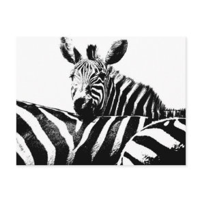 Modern Black & White Pop Art Picture Zebras Postcard